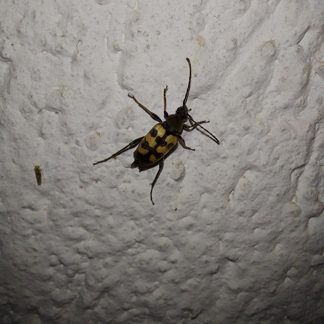 Pachytodes erraticus - rajzos virágcincér