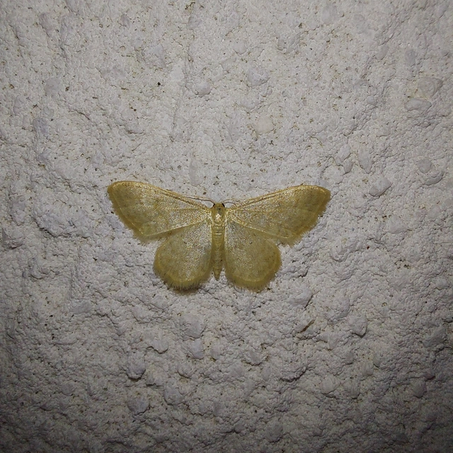 Idaea dilutaria - napvirág-apróaraszoló