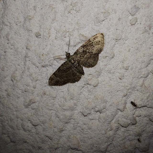 Pasiphila rectangulata - almavirág-araszoló