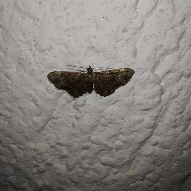 Pasiphila rectangulata - almavirág-araszoló