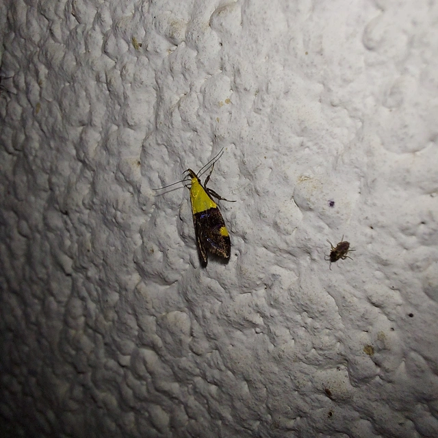 Oecophora bractella - kis díszmoly