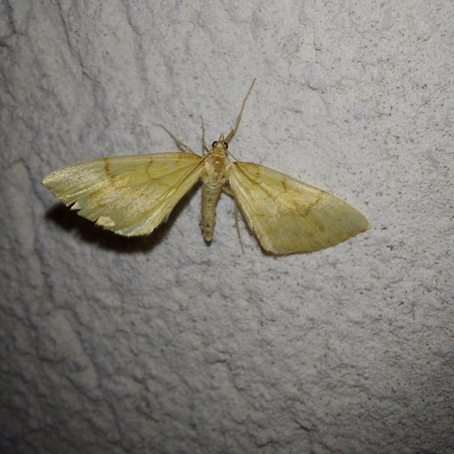 Eulithis pyraliata - sárga galajaraszoló