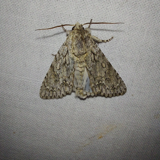 Acronicta aceris - vadgesztenye-szigonyosbagoly