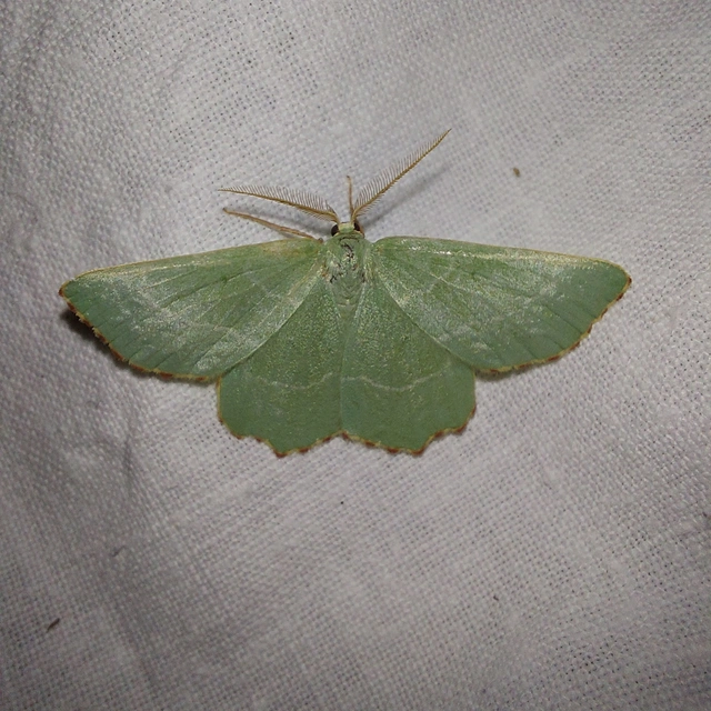 Thalera fimbrialis - csipkésszélű zöldaraszoló