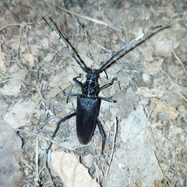 Cerambyx cerdo - nagy hőscincér