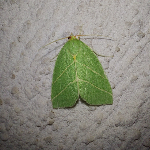 Bena bicolorana - tölgyfa-zöldbagoly