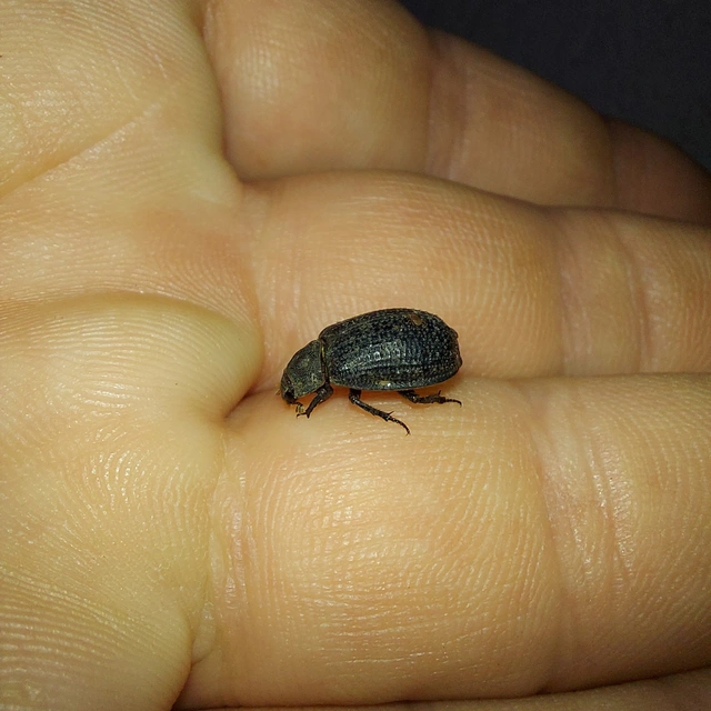 Trox cadaverinus - nagy irhabogár