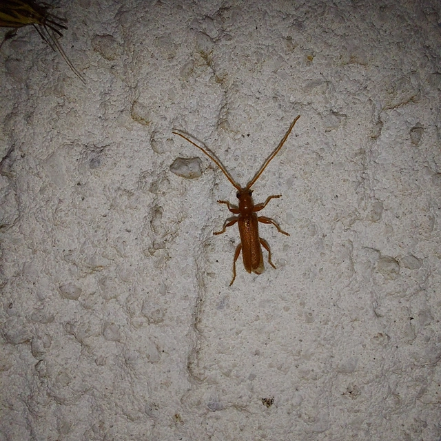 Axinopalpis gracilis - kecses selymescincér