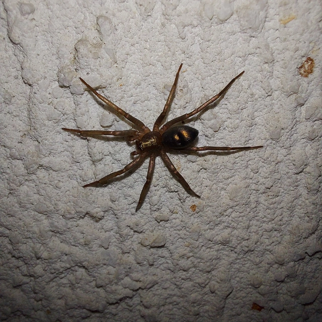 Drapeta rutilans - csillogó avarpók