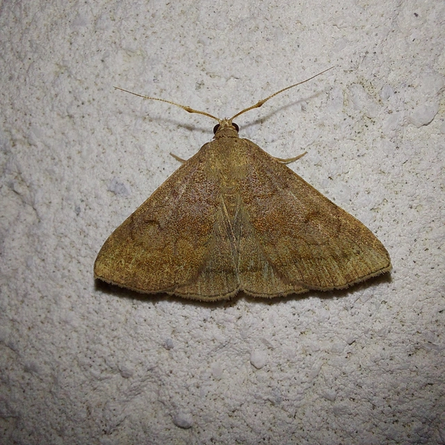 Zanclognatha lunalis - pelyheslábú karcsúbagoly