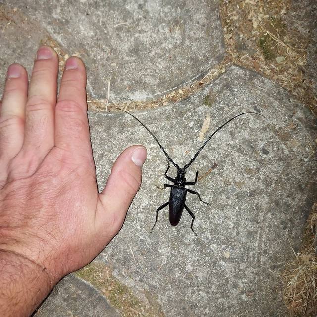Cerambyx cerdo - nagy hőscincér
