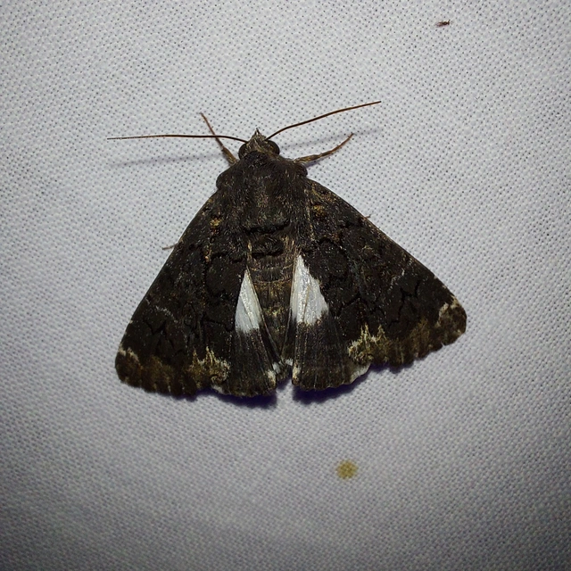 Catephia alchymista - fekete övesbagoly