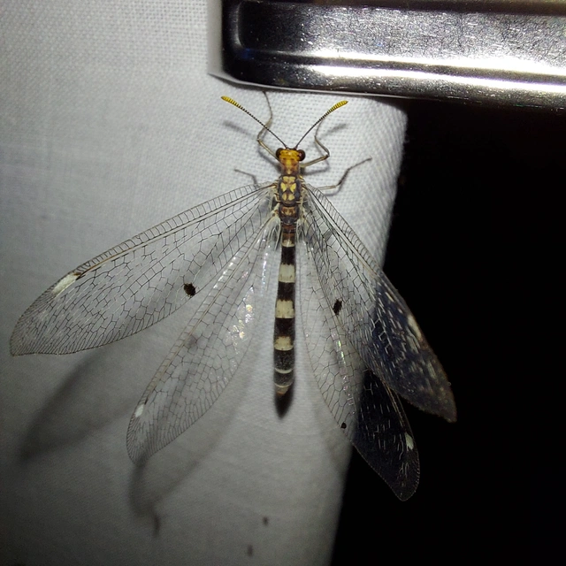 Megistopus flavicornis - kétfoltos hangyaleső