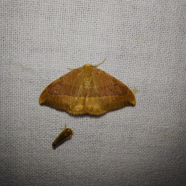 Watsonalla cultraria - bükkfa-sarlósszövő
