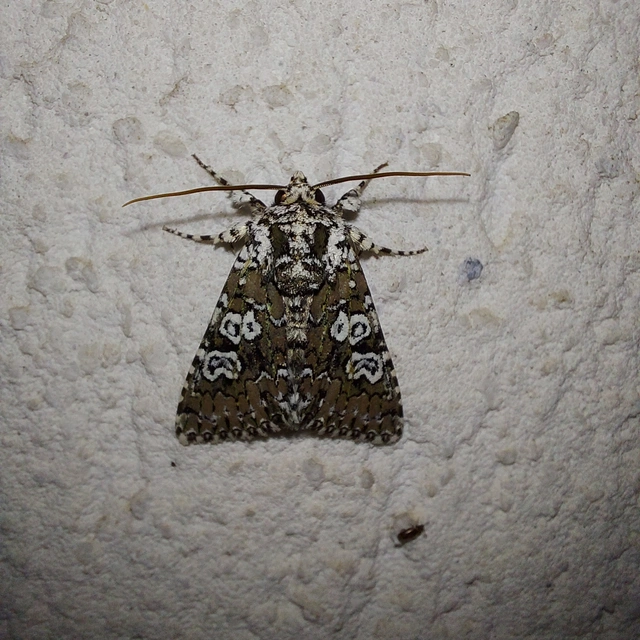 Lamprosticta culta - hármasfoltú bagoly