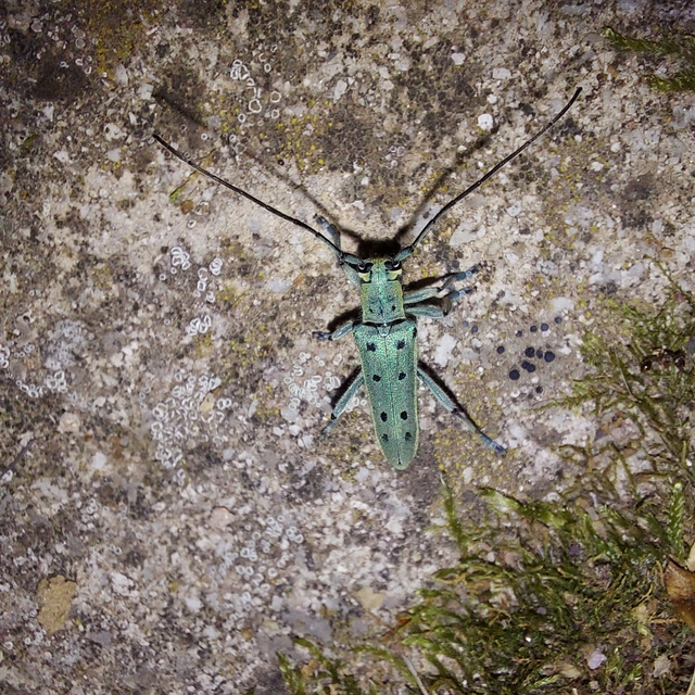 Saperda octopunctata - nyolcpontos cincér