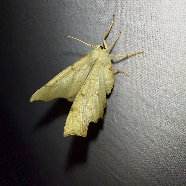 Ennomos erosaria - hársfa-levélaraszoló