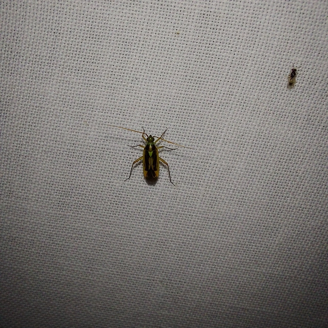 Stenotus binotatus - kétfoltos mezeipoloska