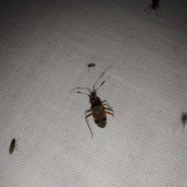 Closterotomus biclavatus - aranyszőrű mezeipoloska