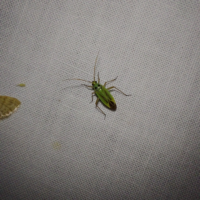 Stenotus binotatus - kétfoltos mezeipoloska