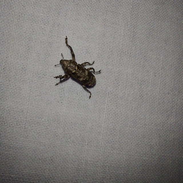 Gasterocercus depressirostris - laposorrú ormányos