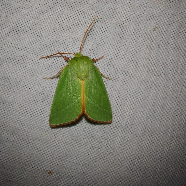 Pseudoips prasinana - bükkfa-zöldbagoly