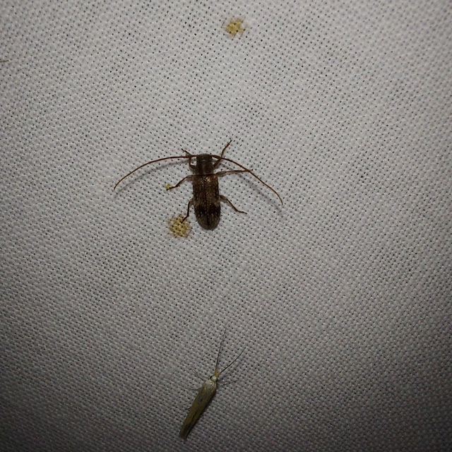 Exocentrus adspersus - tölgyfa-rőzsecincér