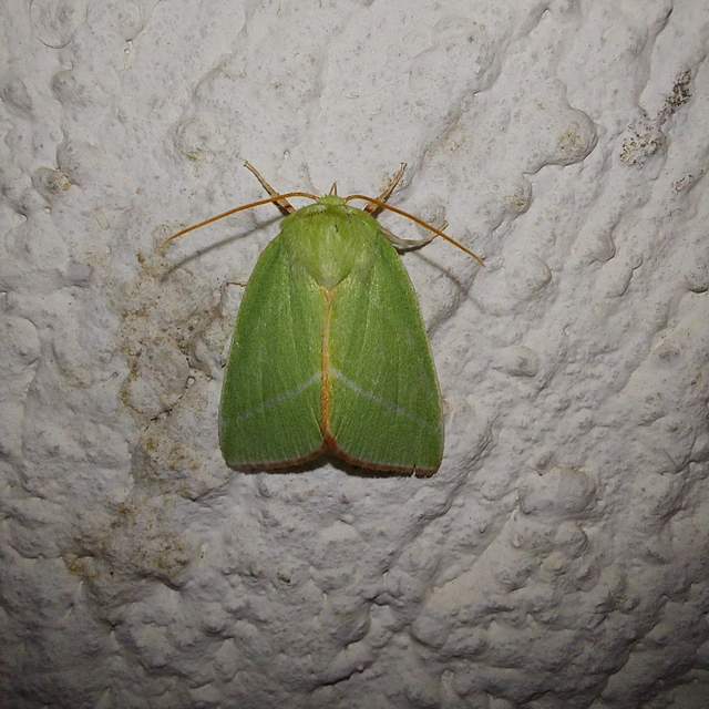 Pseudoips prasinana - bükkfa-zöldbagoly