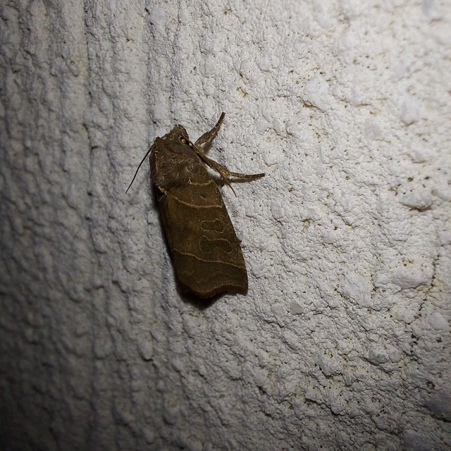Ipimorpha retusa - sarlós fűzbagoly