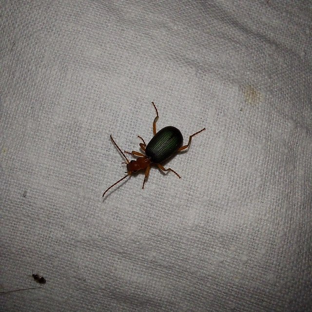 Brachinus crepitans - nagy pöfögőfutrinka
