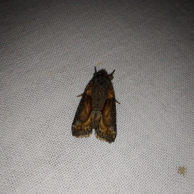 Bryophila raptricula/felina