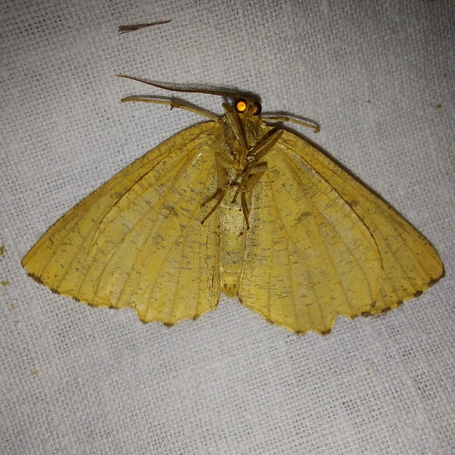 Angerona prunaria - sárga kökényaraszoló