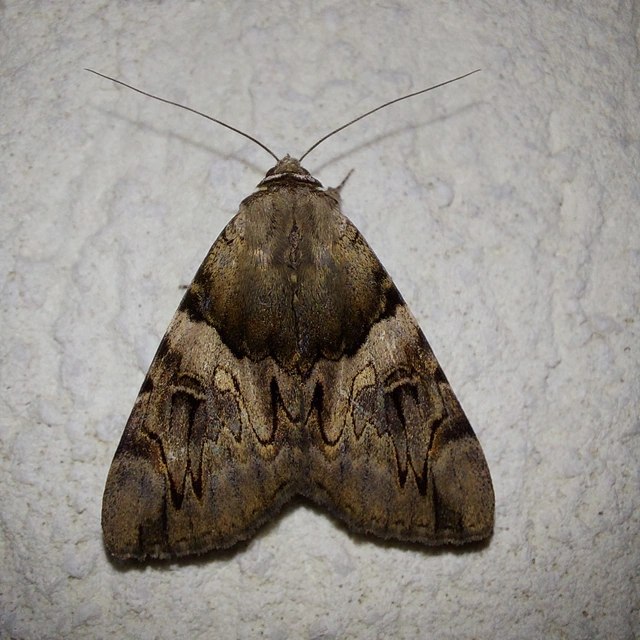Catocala fulminea - galagonya-övesbagoly