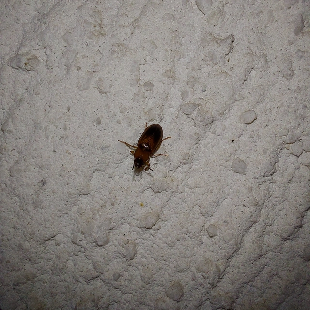 Stenolophus teutonus - nagyfoltos turzásfutó