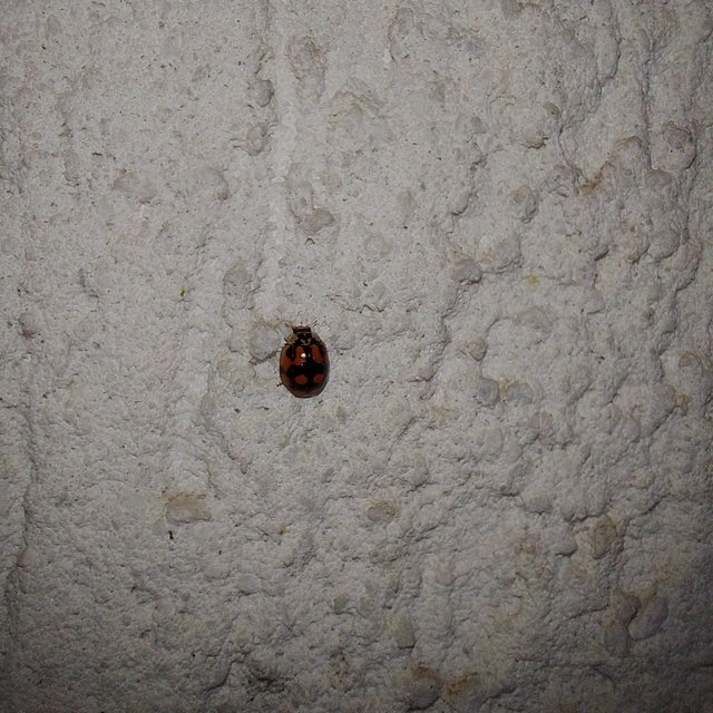 Adalia decempunctata - tízpettyes katica