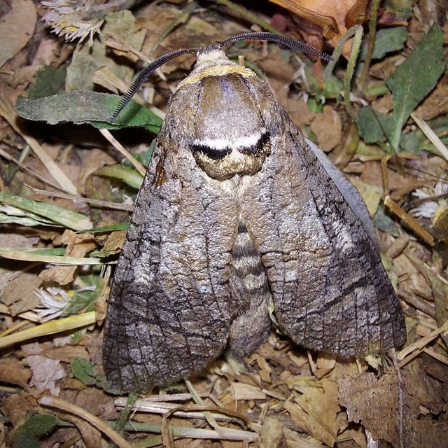 Cossus cossus - fűzfarontólepke