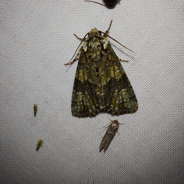 Craniophora ligustri - fagyalbagoly