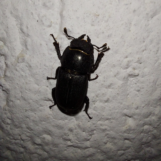 Dorcus parallelipipedus - kis szarvasbogár
