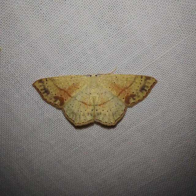 Cyclophora punctaria - sávos pettyesaraszoló