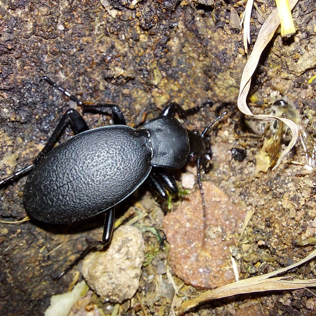 Carabus coriaceus - bőrfutrinka