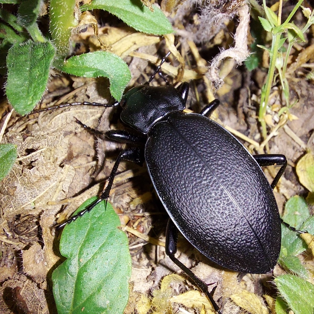 Carabus coriaceus - bőrfutrinka