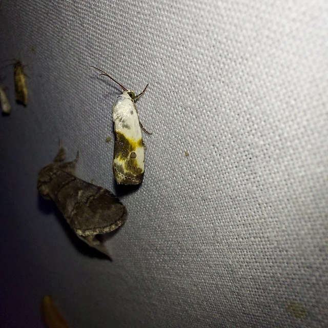 Ponometia candefacta - parlagfűbagoly