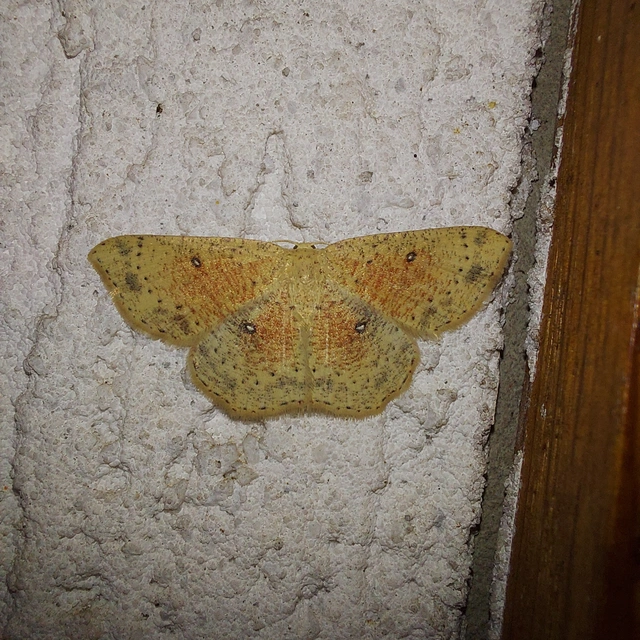 Cyclophora porata - körös pettyesaraszoló