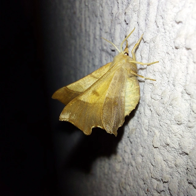 Ennomos fuscantaria - kőris-levélaraszoló