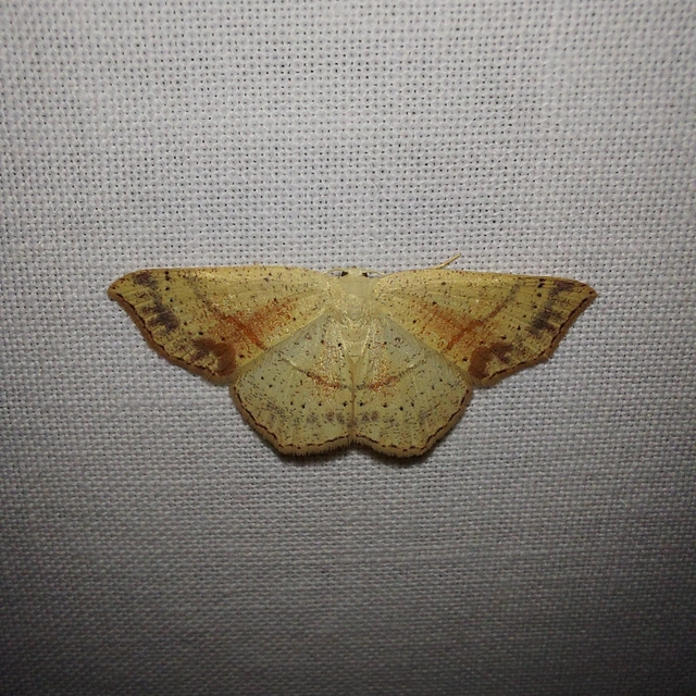 Cyclophora punctaria - sávos pettyesaraszoló