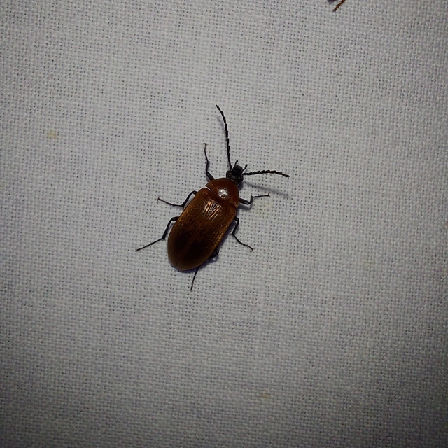 Pseudocistela ceramboides - narancssárga alkonybogár
