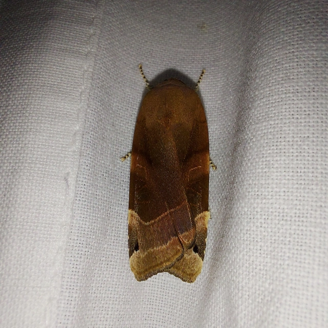 Noctua fimbriata - szélessávú sárgafűbagoly