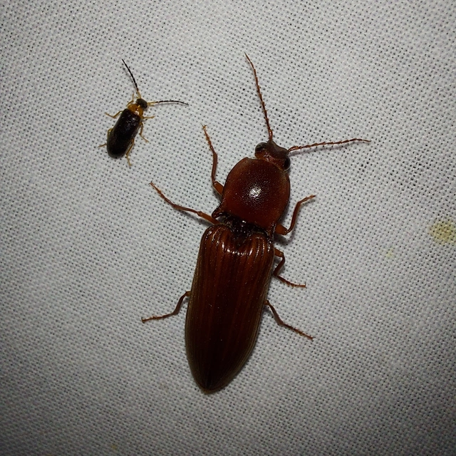 Stenagostus rufus - nagy pattanó