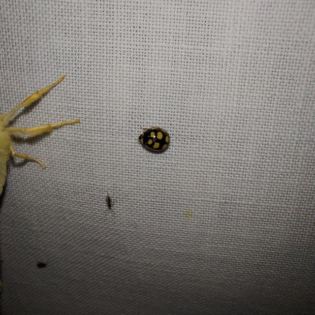Oenopia lyncea agnata - bokorerdei katica
