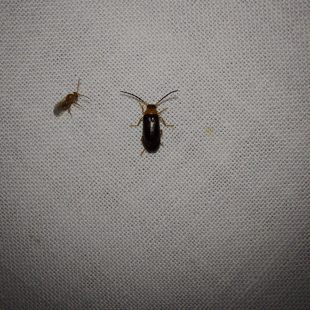 Conopalpus testaceus - feketecsápú cserjekomorka